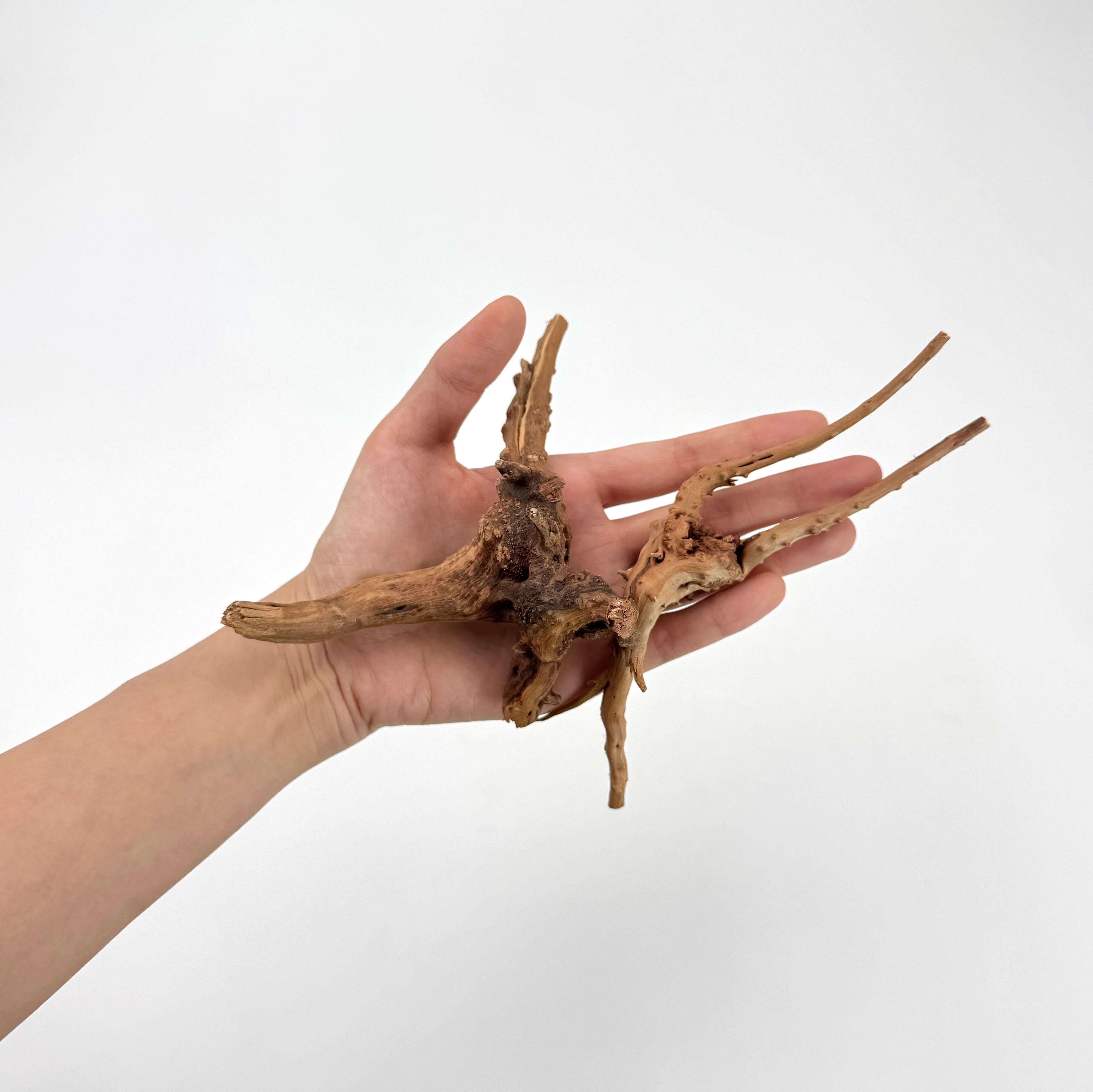 Planted Aquarium With Driftwood - 2 pcs Natural Small Spiderwood Driftwood