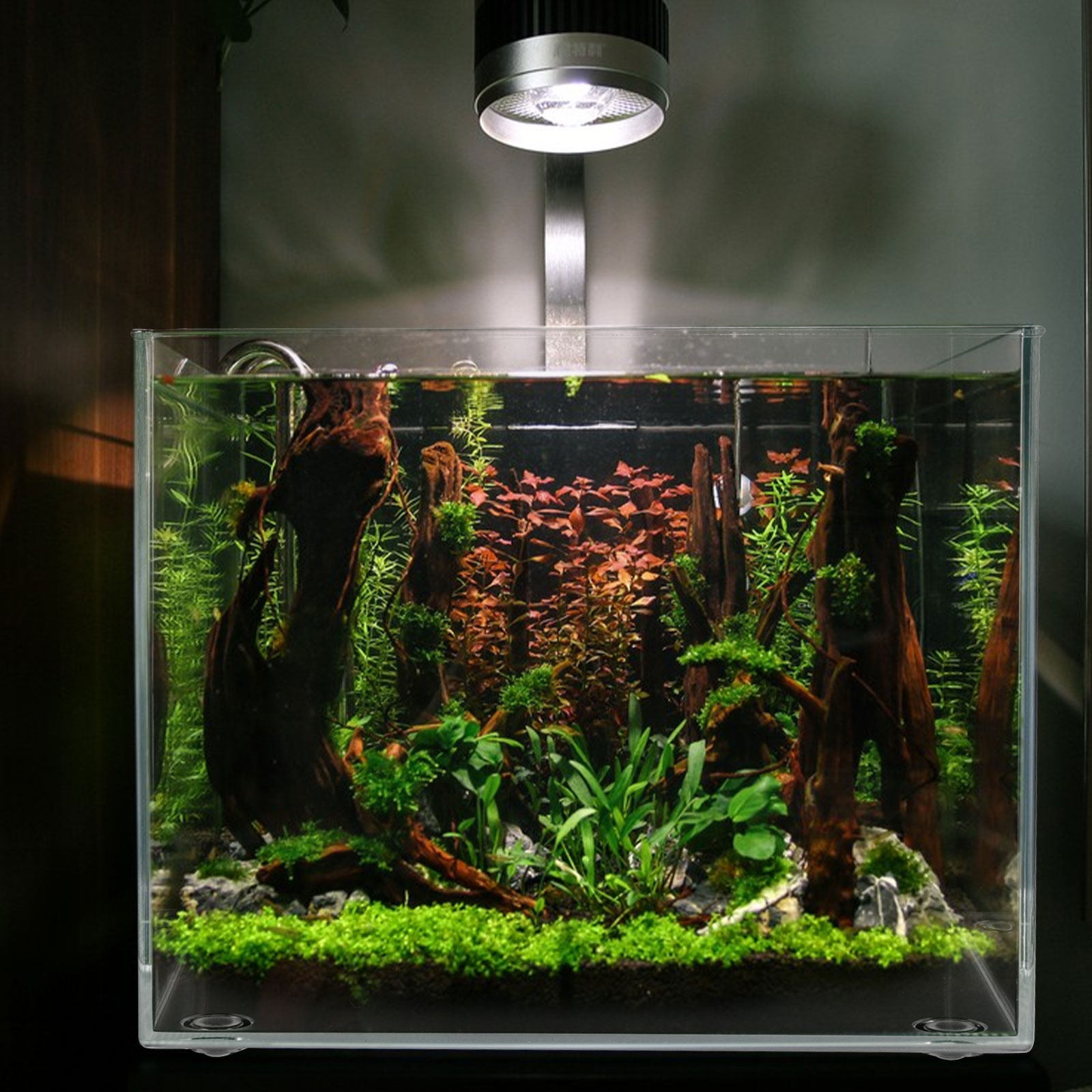 Desktop Mini Aquarium for Bett - Planted Aquarium Betta incelemesi ve fiyatı