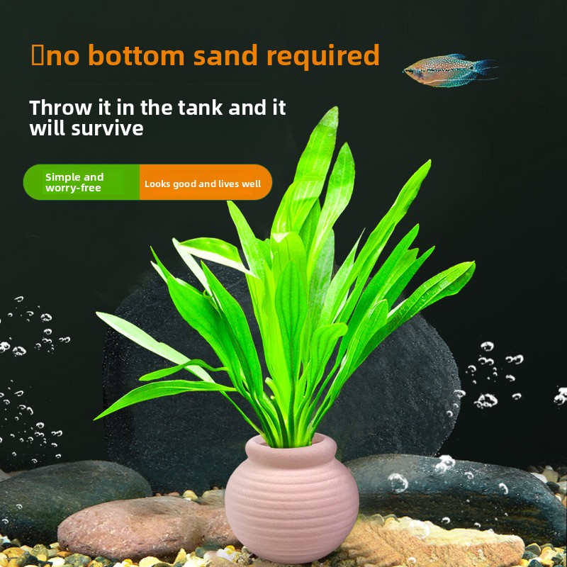 cmomo Aquarium Plant Anchors - - Planted Aquarium Anubias incelemesi ve fiyatı