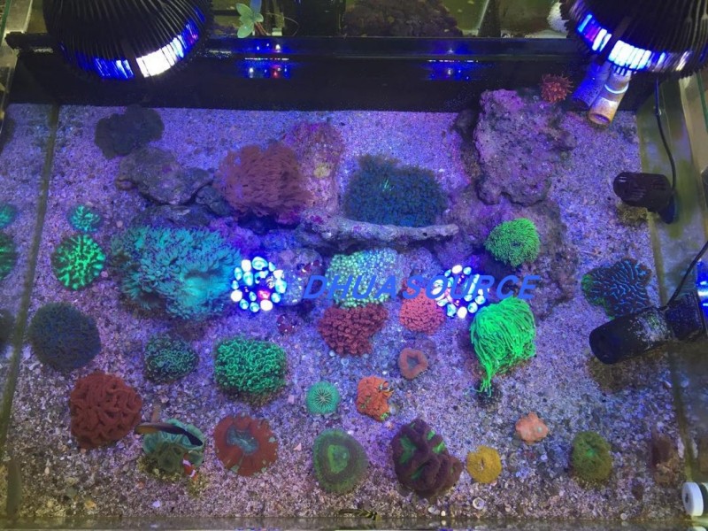 Full specturm LED Aquarium Ree - Led Planted Tank Light incelemesi ve fiyatı
