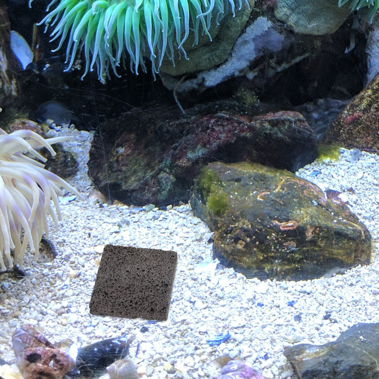 3Pcs Volcanic Rock Aquascaping - Planted Aquarium Anubias incelemesi ve fiyatı