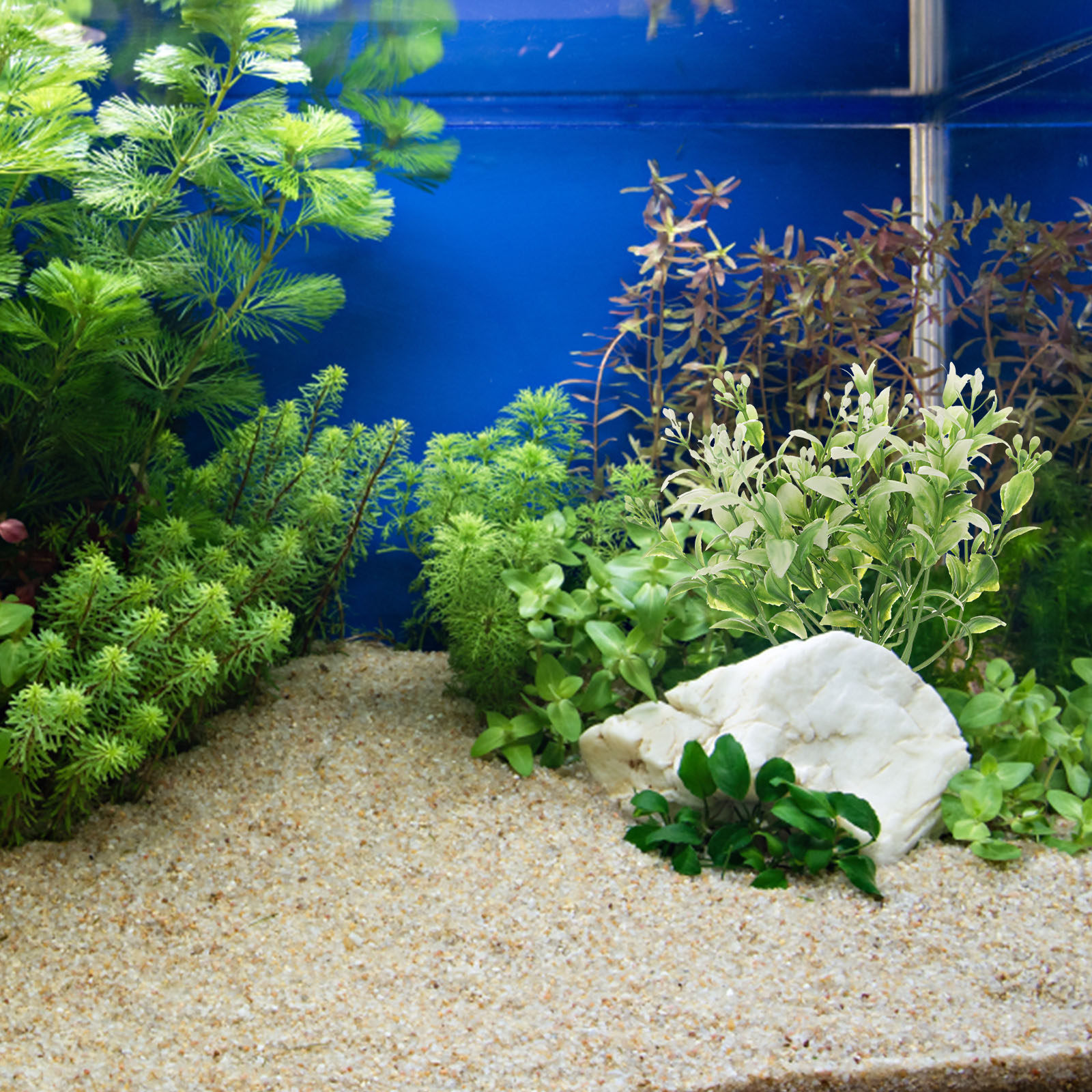 30Pcs Realistic Aquarium Artif - Non Planted Aquarium Fish incelemesi ve fiyatı
