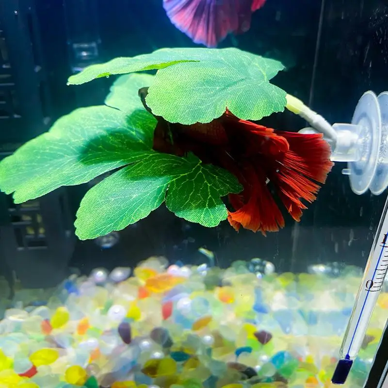 Betta Fish Leaf Hammock Aquari - Planted Aquarium Betta incelemesi ve fiyatı