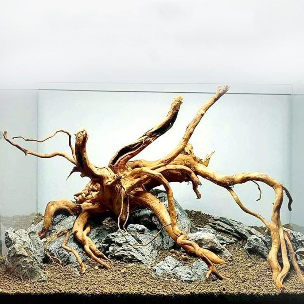 20-25CM Large Aquarium Driftwo - Planted Aquarium With Driftwood incelemesi ve fiyatı