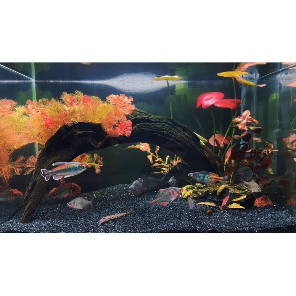 YISZM Aquarium Sand, 20lbs Bla - Aquarium Planted Tank Substrate incelemesi ve fiyatı