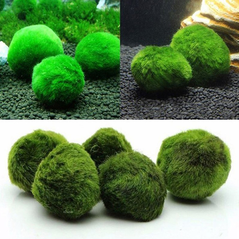 Marimo Moss Balls Live Aquariu - Aquarium Planted Tank Substrate incelemesi ve fiyatı
