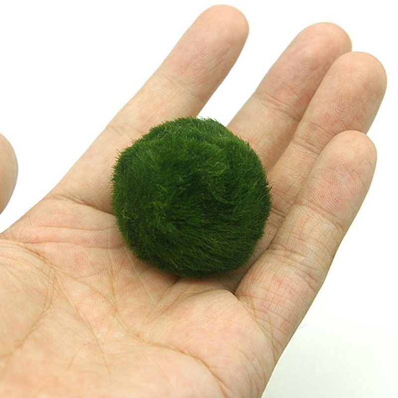 Marimo Moss Balls Live Aquariu - Aquarium Planted Tank Substrate incelemesi ve fiyatı