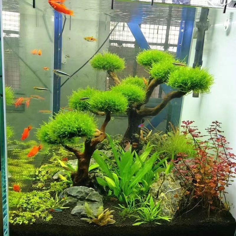 Fish tank greening wood frame  - Planted Aquarium With Driftwood incelemesi ve fiyatı