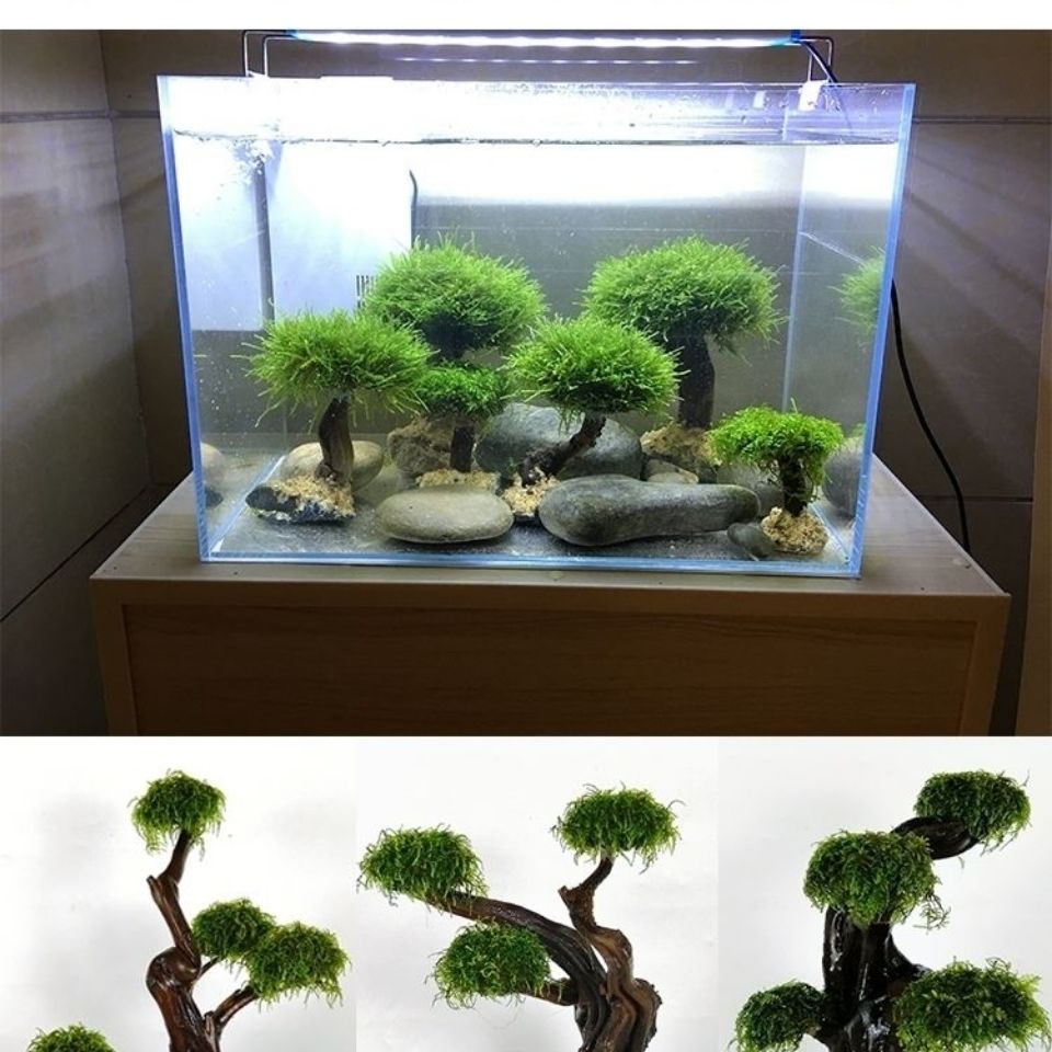 Fish tank greening wood frame  - Planted Aquarium With Driftwood incelemesi ve fiyatı