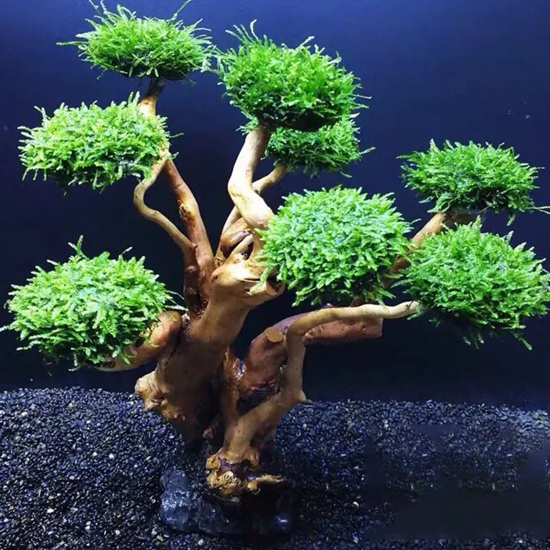 Fish Tank Plant Moss Tree Deco - Planted Aquarium With Driftwood incelemesi ve fiyatı