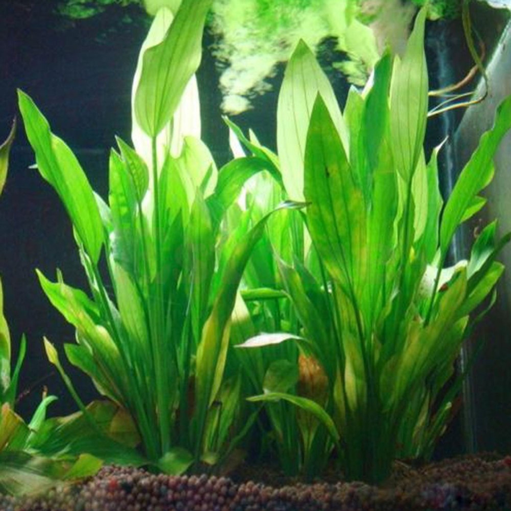15CM/10CM Underwater Artificia - Aquarium Plant Grass incelemesi ve fiyatı