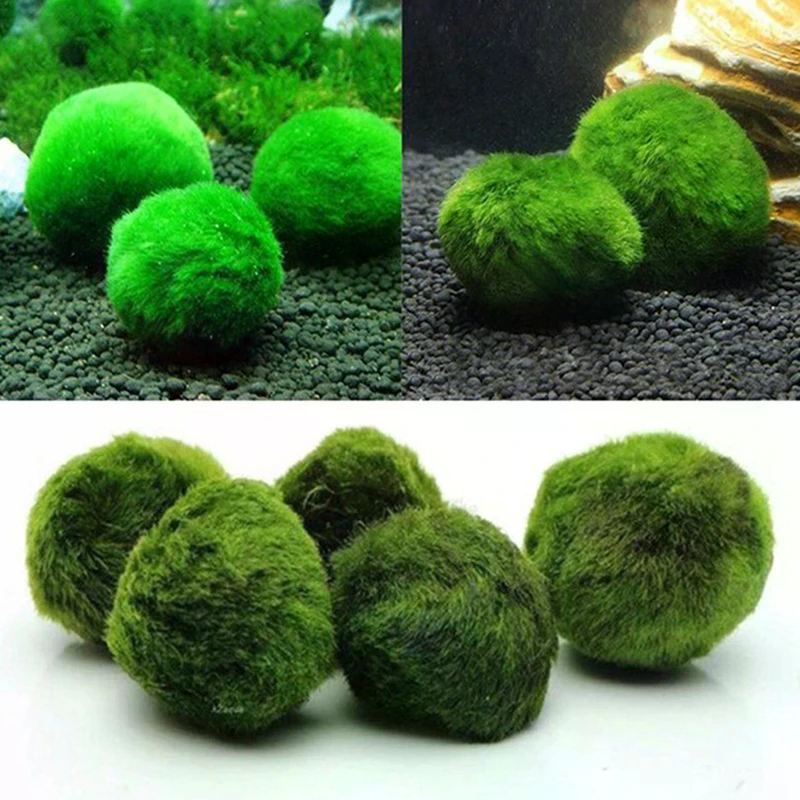 3-4cm Marimo Moss Balls Live A - Aquarium Planted Tank Substrate incelemesi ve fiyatı