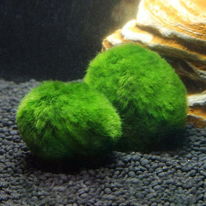 3-4cm Marimo Moss Balls Live A - Aquarium Planted Tank Substrate incelemesi ve fiyatı