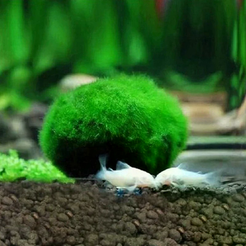 3-4cm Marimo Moss Balls Live A - Aquarium Planted Tank Substrate incelemesi ve fiyatı
