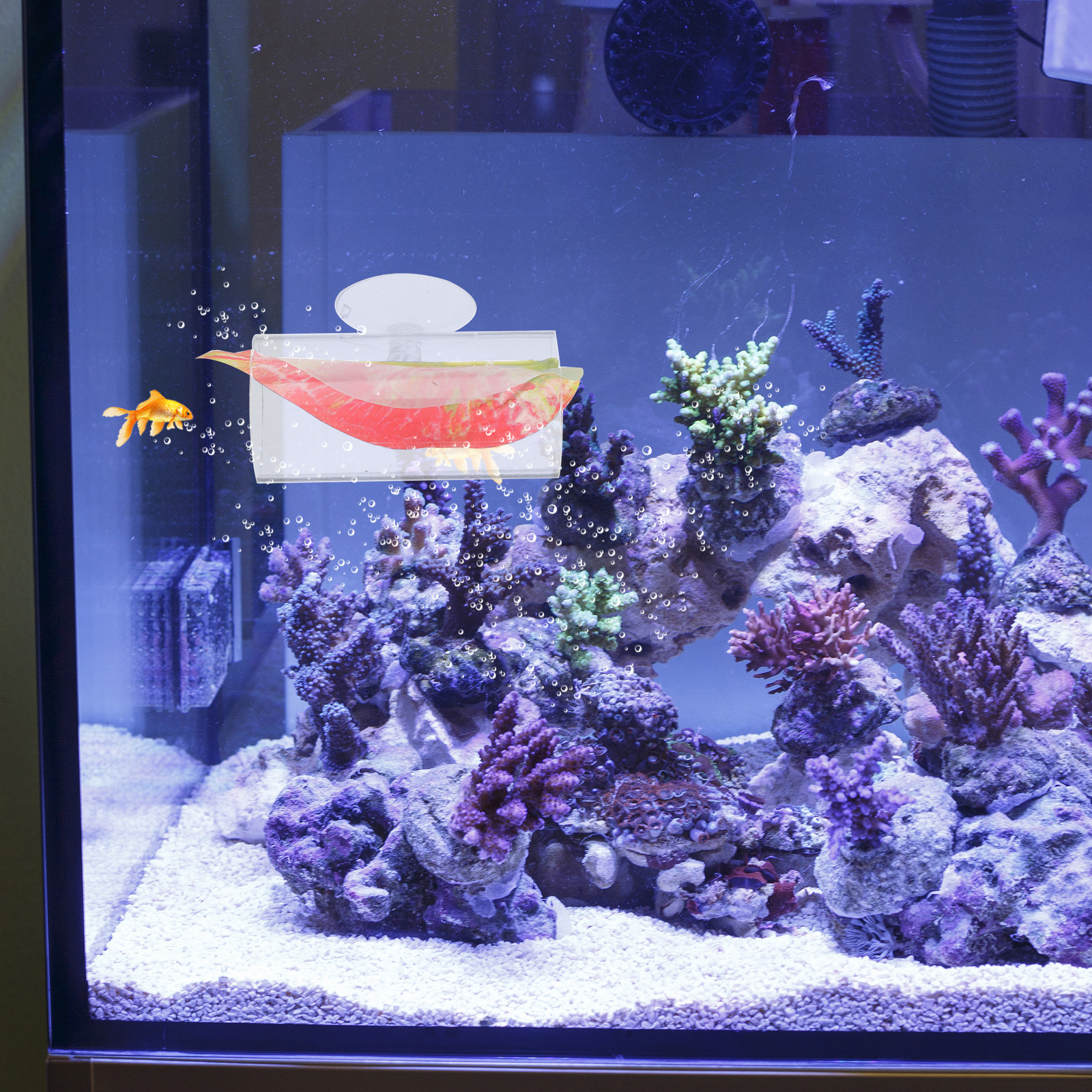 Betta Hide Cave Acrylic Tunnel - Planted Aquarium Betta incelemesi ve fiyatı