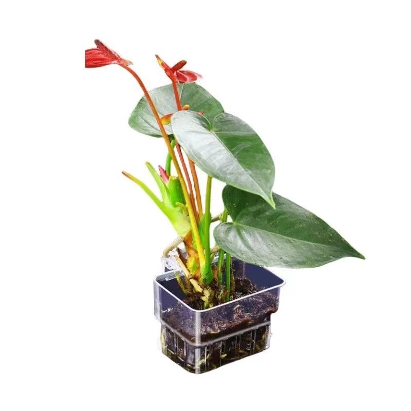 Aquarium Hydroponic Planting B - Aquarium Plant Grass incelemesi ve fiyatı