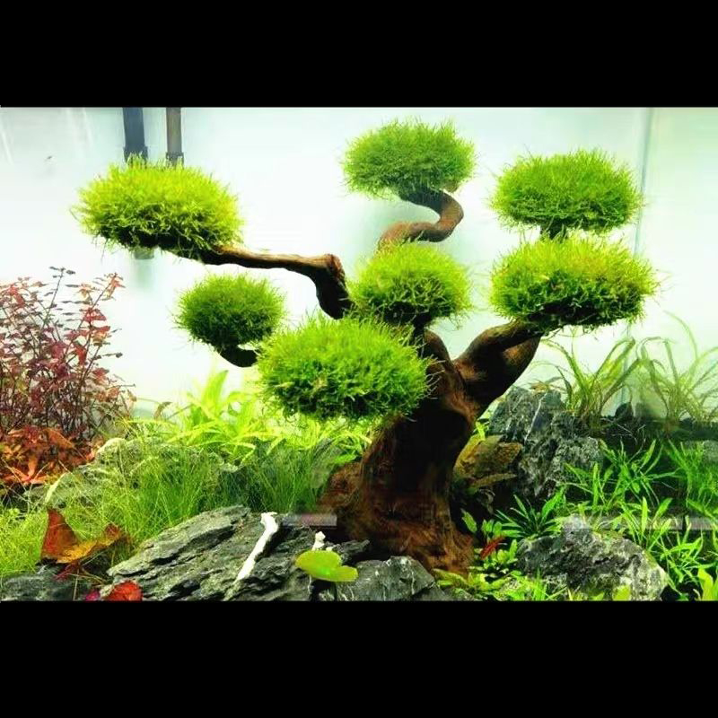 Aquarium Decoration Moss Drift - Planted Aquarium With Driftwood incelemesi ve fiyatı