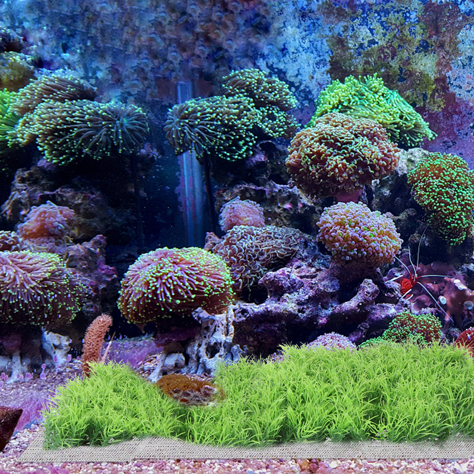 10Pcs Plant Fixed Net Stainles - Planted Aquarium Carpet Plant incelemesi ve fiyatı